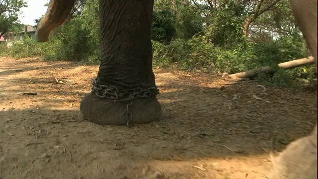 中等近距离手持-在泰国，一只大象的脚上绑着链子，走在一条泥泞的小路上。/泰国视频素材
