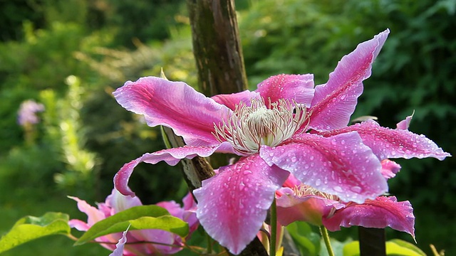 高清多莉:多彩的温带花朵视频素材
