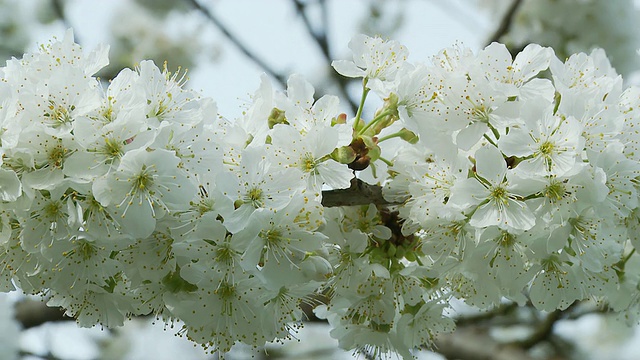 HD多莉:盛开的樱桃树视频素材
