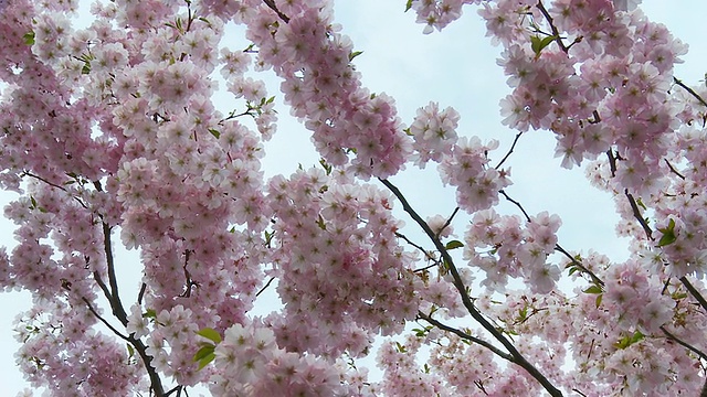 高清:开花的树视频素材