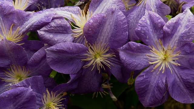 高清多莉:紫色的花头视频素材