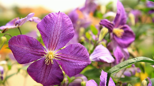 HD多莉:紫色温和的花视频素材