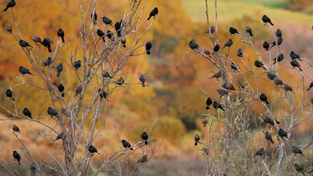 黄昏时分，美国加州圣莫尼卡山国家休闲区树上的黑鹂(主要是红翼鸫)视频下载