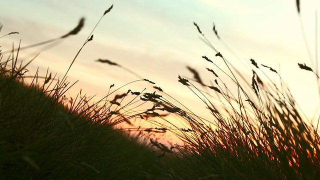 高清:在黄昏的草地上骑车视频素材
