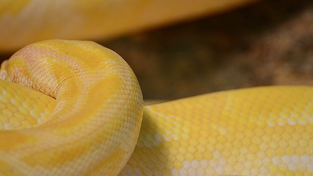 金色的泰国Python视频素材