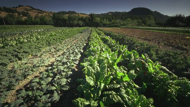 美国俄勒冈州Langlois有机农场的绿叶蔬菜视频下载