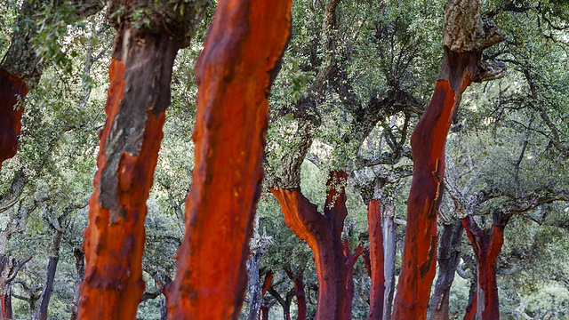 软木橡树，安布罗茨谷，西班牙，欧洲视频下载
