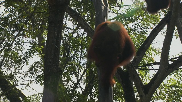 倾斜上猩猩爬树Jurong新加坡视频下载