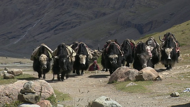 中盖射牦牛走在拉萨西藏中国视频素材