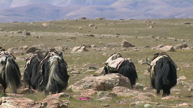 中国西藏拉萨行走的牦牛视频素材