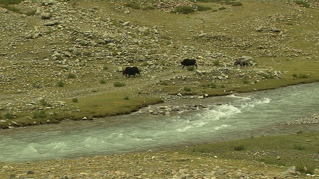 在中国西藏拉萨河边散步的牦牛视频素材