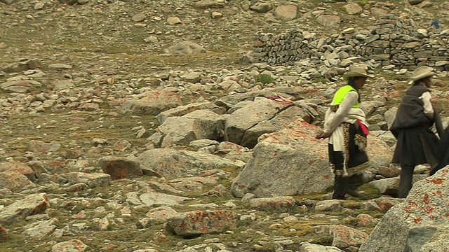 挡射行走在西藏拉萨的牦牛视频素材