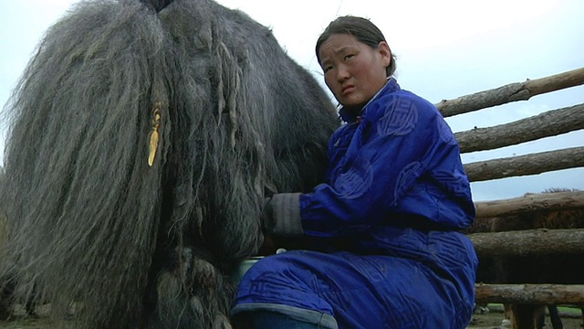 正在挤奶的游牧妇女/蒙古中南部，蒙古视频素材