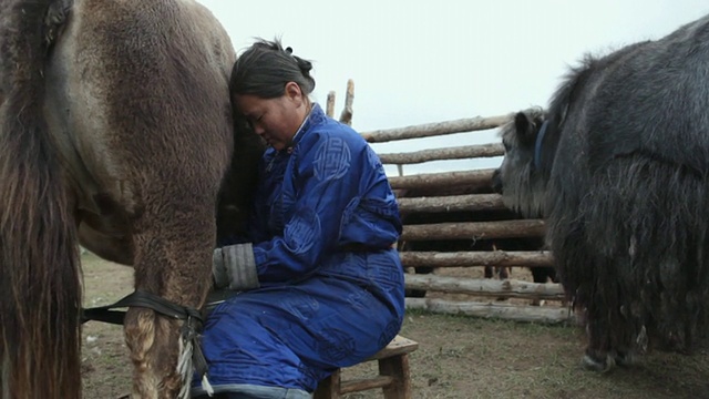 正在挤奶的游牧妇女/蒙古中南部，蒙古视频素材