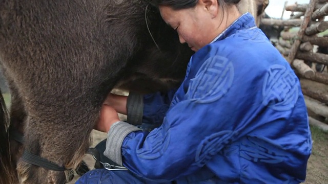 蒙古中南部牧民妇女挤牦牛的照片视频素材