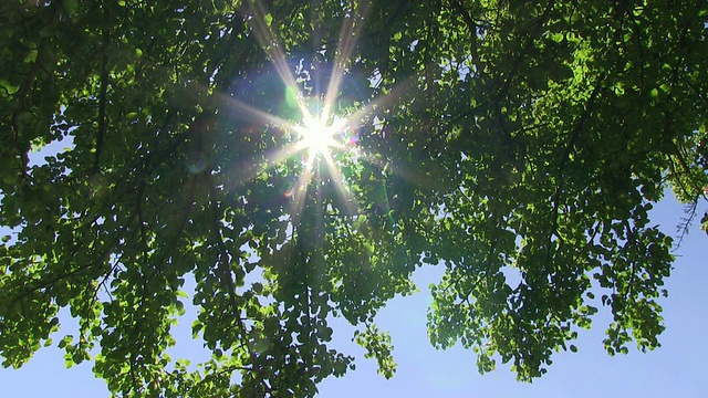 MS透过树叶拍摄的阳光/德国莱茵兰-普法尔茨萨尔堡视频下载