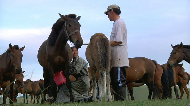 正在给母马挤奶的游牧妇女/蒙古中南部视频素材