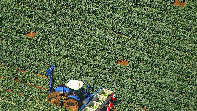 在拖车上装载花椰菜的农民/ Werribee，澳大利亚维多利亚州视频下载