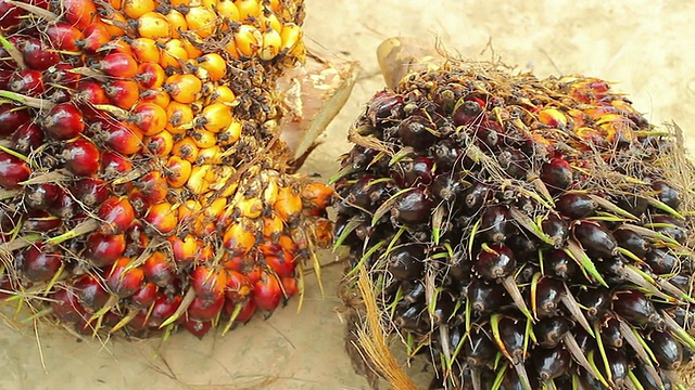 棕榈油的水果视频素材