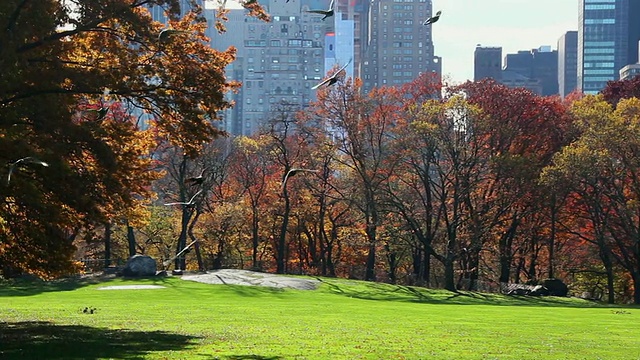 美国纽约Sheep Meadow中央公园秋叶后的曼哈顿摩天大楼视频素材