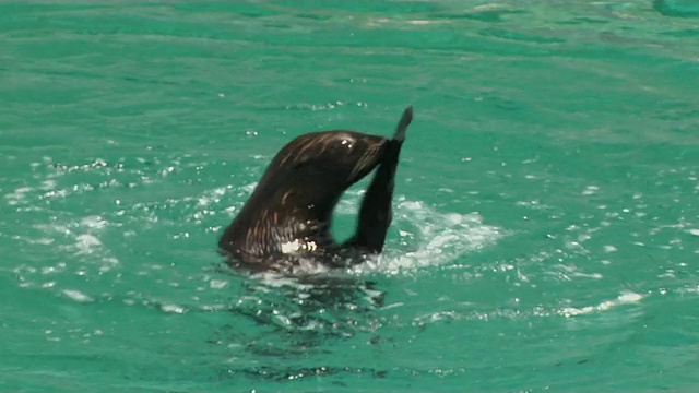 近距离拍摄海豹环绕新加坡视频素材