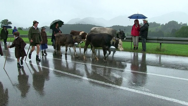 德国巴伐利亚州奥高阿尔卑斯/奥伯斯多夫的秋季，在奥伯斯多夫附近的Schollang, MS Viehscheid举行了一场仪式，将牛群从山间牧场赶下山谷视频素材