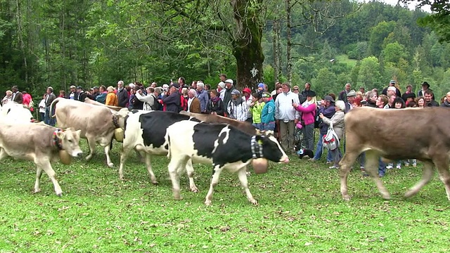 在德国巴伐利亚州奥高阿尔卑斯/奥伯斯多夫的秋季，潘·维什沙伊德女士在奥伯斯多夫附近的Schollang举行仪式，将牛群从高山牧场赶下山谷视频素材