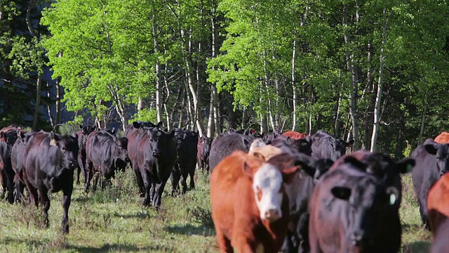 牛群在田间奔跑视频素材