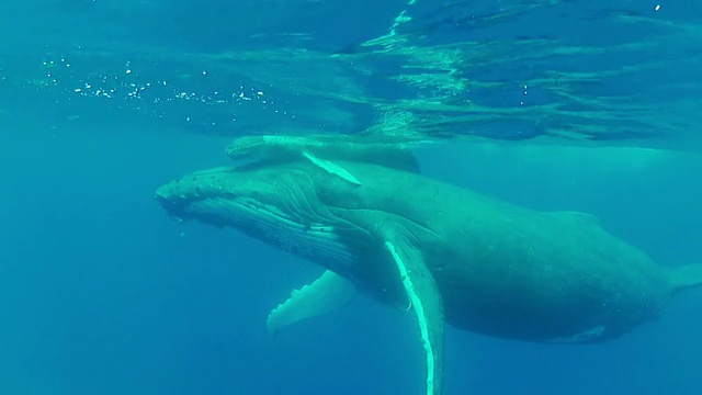 小座头鲸和它的母亲在水面游泳视频下载