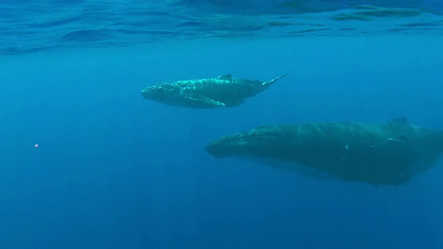 小座头鲸和它的母亲在水面下游泳视频下载