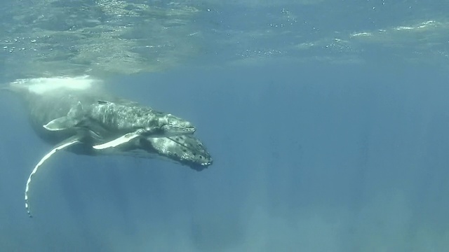 小座头鲸和它的母亲在水面游泳视频素材