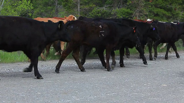 一群牛跟着男女牛仔视频素材
