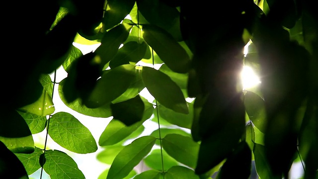 阳光透过绿叶(全高清)视频素材