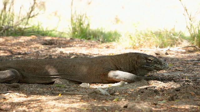 科莫多巨蜥休息/林卡岛，印度尼西亚视频素材