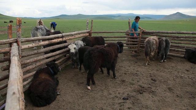 MS Nomad在一群小牦牛/蒙古中南部，蒙古视频素材