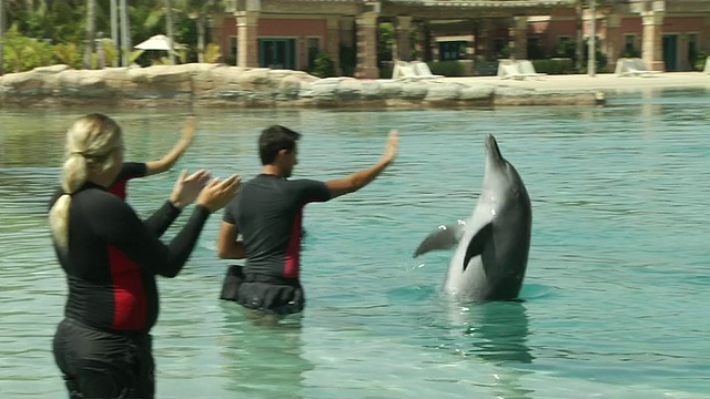 阿拉伯联合酋长国迪拜海豚视频素材