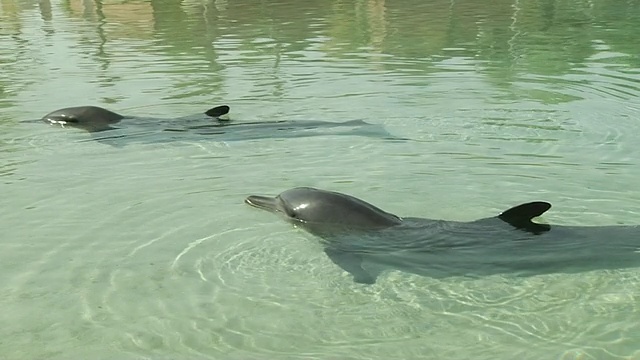 近距离拍摄海豚阿联酋迪拜视频素材