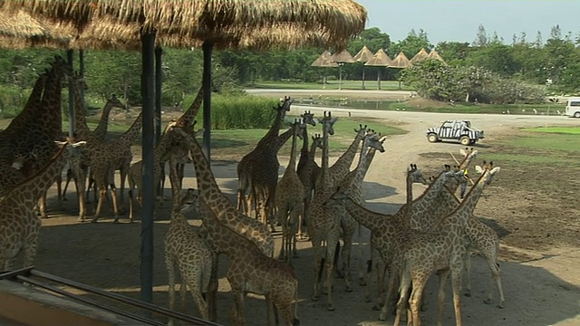 泰国曼谷野生动物园的长颈鹿视频下载