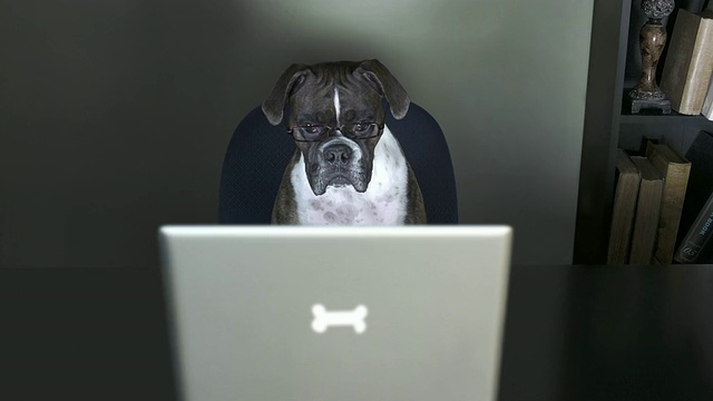 狗狗在她的办公室里看视频，监视器闪烁着视频下载