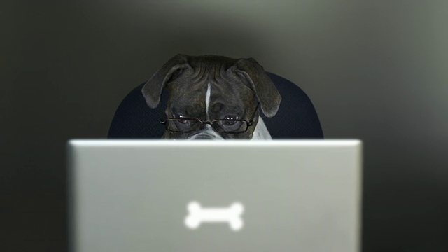 拳师犬在笔记本电脑上阅读视频下载