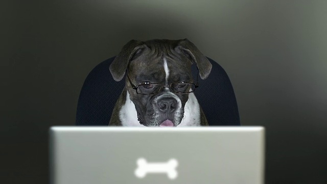 拳师犬在电脑上看书视频素材