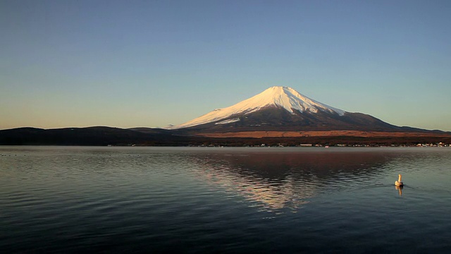 富士山和天鹅在早晨游泳视频素材