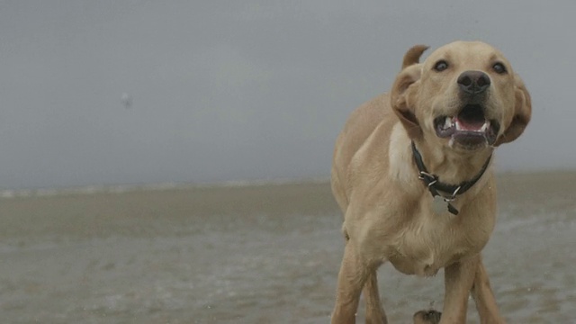 MS TS SLO MO拍摄的金毛猎犬在海滩上奔跑/亨斯坦顿，诺福克，英国视频下载