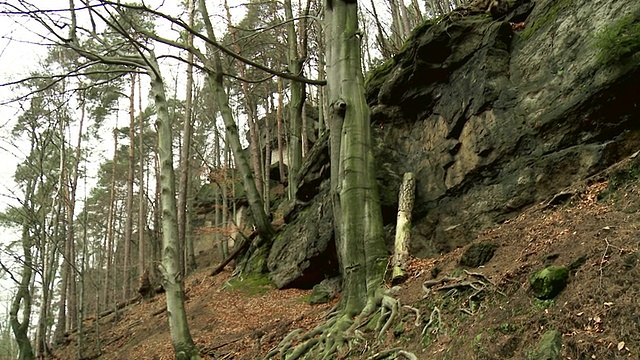 MS PAN德国混合森林/德累斯顿，萨克森，德国视频素材