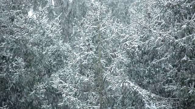 MS R/F拍摄的雪落离子树/高桥，新泽西，美国视频素材