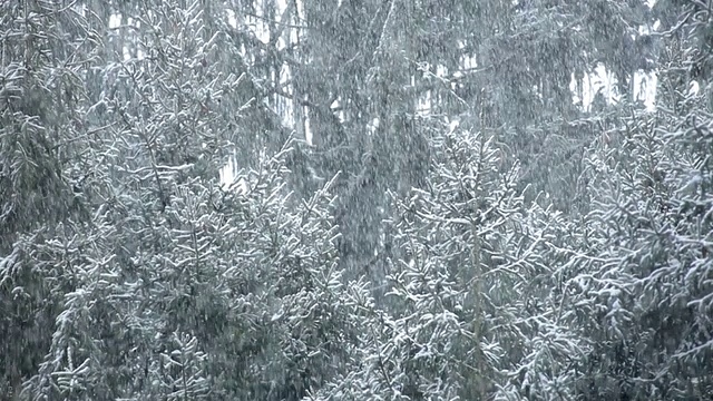 雪落在树上/高桥，新泽西，美国视频素材