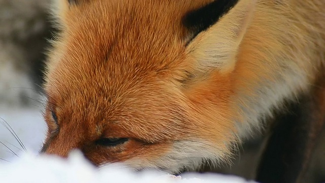 狐狸吃视频素材