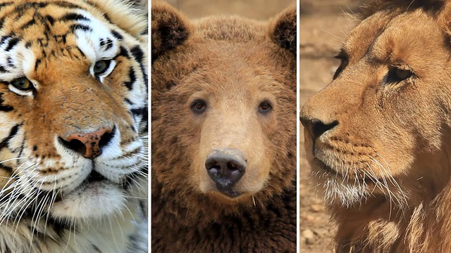 高清循环蒙太奇:野生动物肖像视频下载