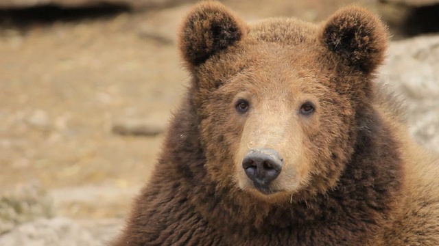 高清:棕熊的肖像视频素材