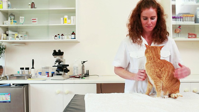 兽医和猫的肖像视频下载